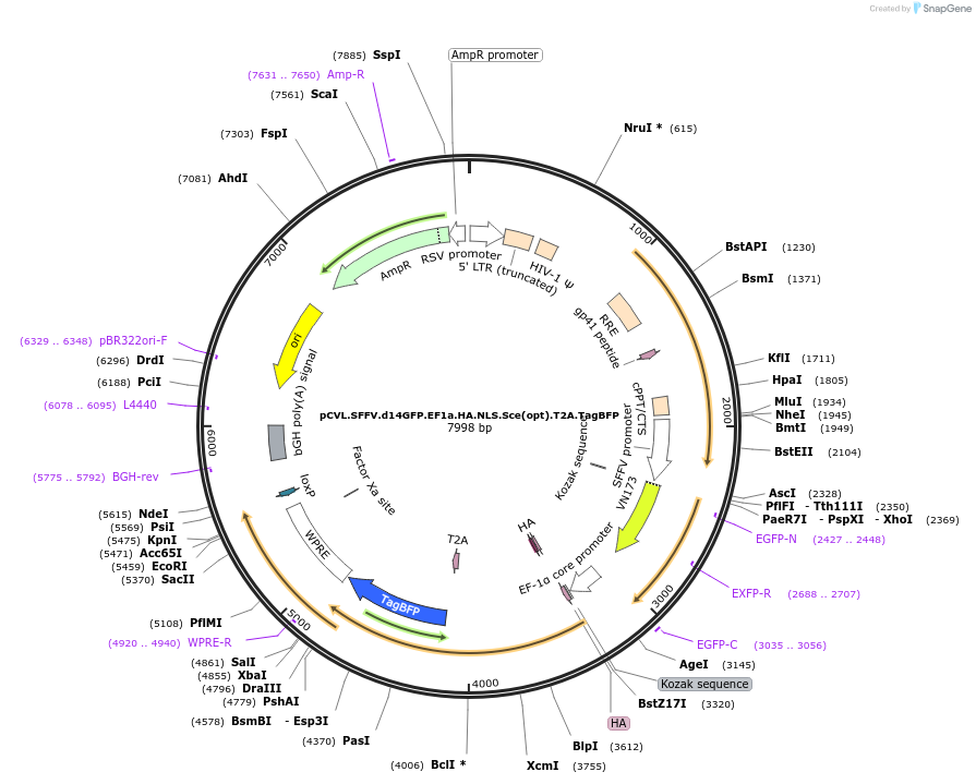 32627-plasmid-map-sequence-id-37996