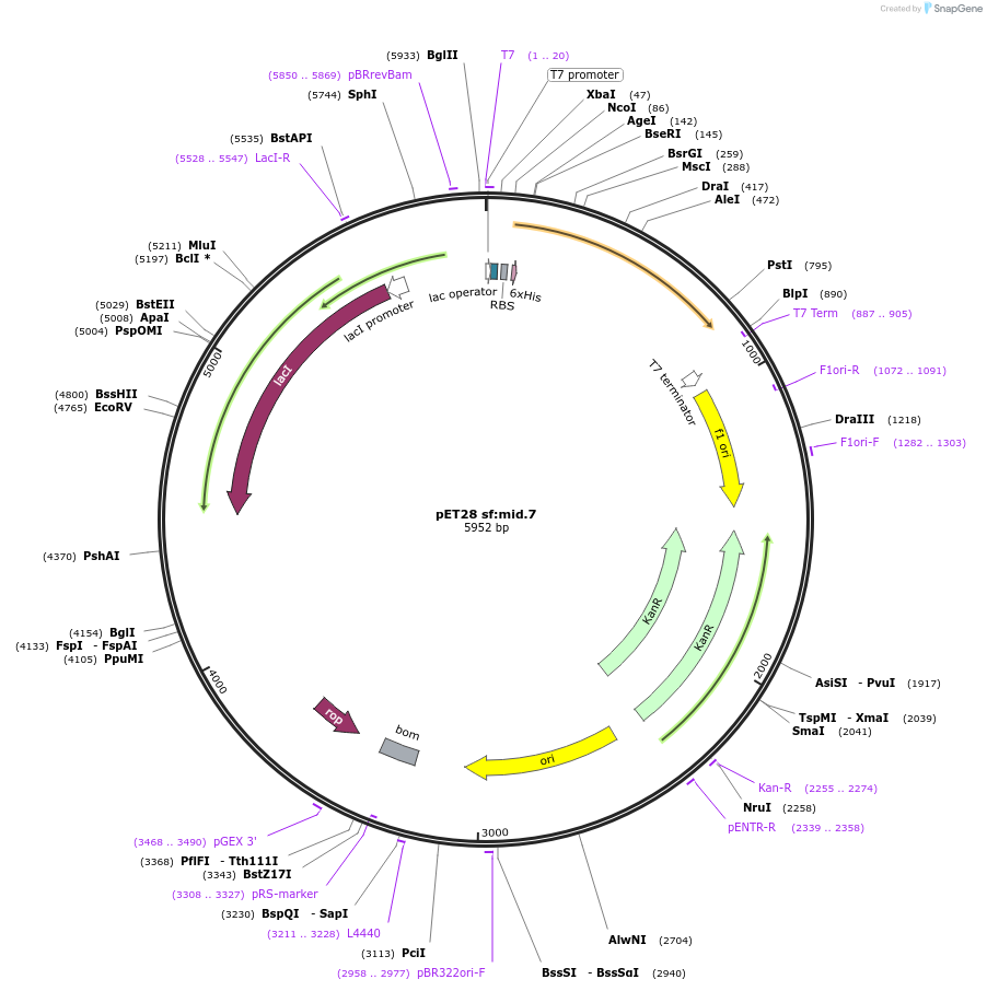 191933-plasmid-map-sequence-id-379971