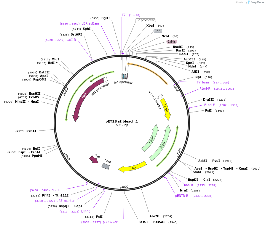 191929-plasmid-map-sequence-id-379972