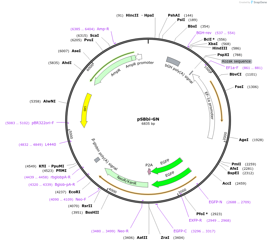 60517-plasmid-map-sequence-id-379976