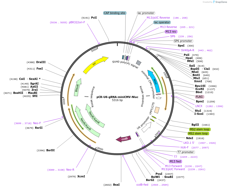 192657-plasmid-map-sequence-id-379977