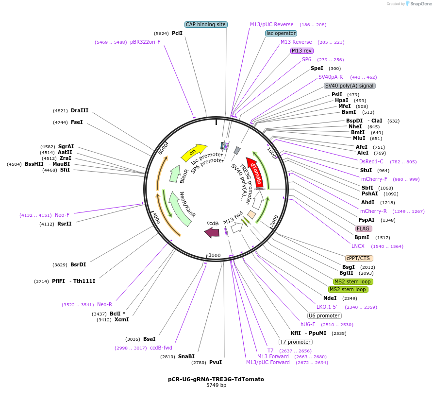 192658-plasmid-map-sequence-id-379981