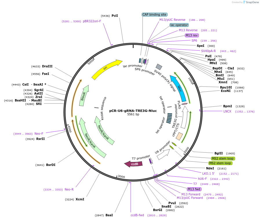 192659-plasmid-map-sequence-id-379983