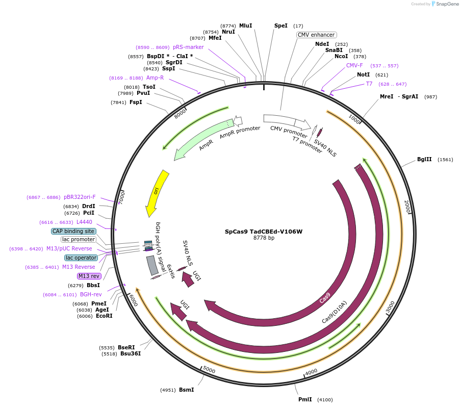 193839-plasmid-map-sequence-id-379987