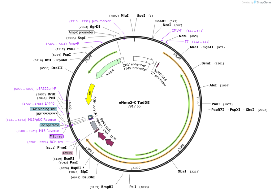 193842-plasmid-map-sequence-id-379991