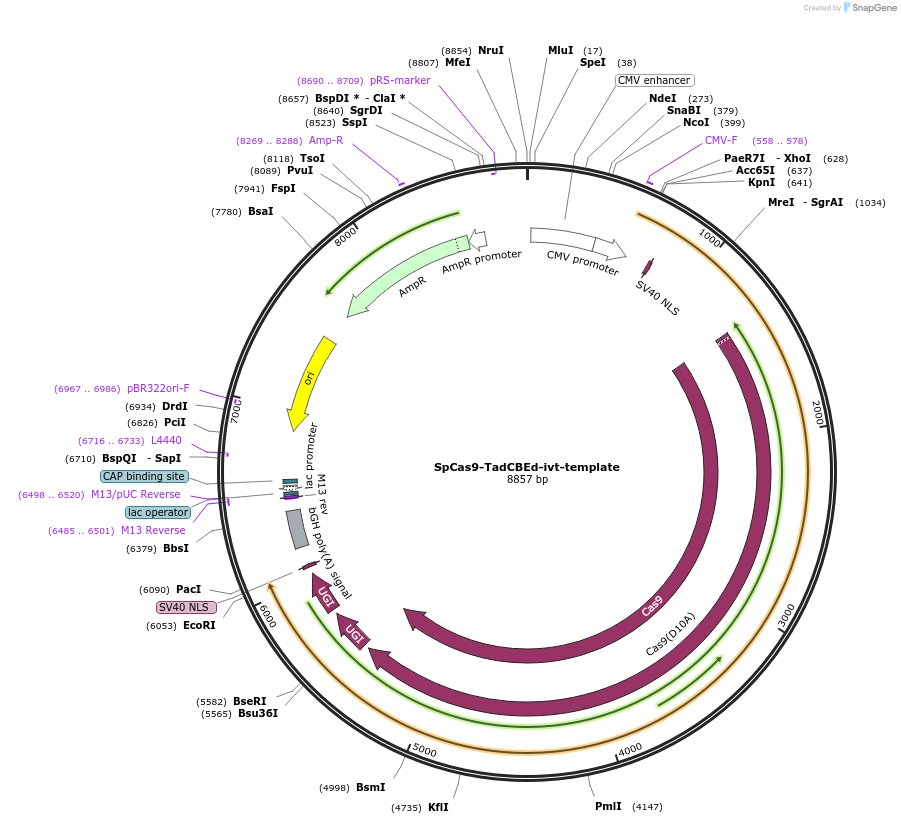193843-plasmid-map-sequence-id-379994