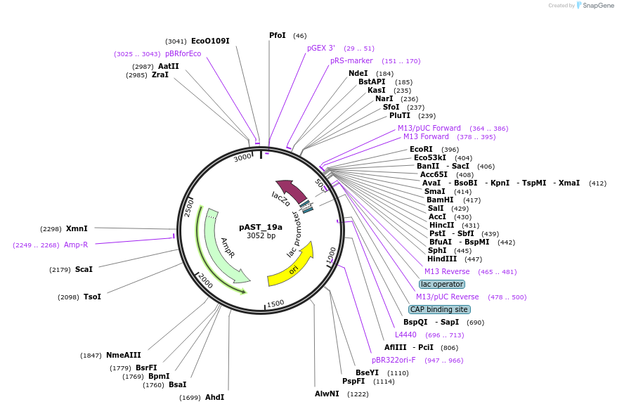 1427-plasmid-map-sequence-id-38