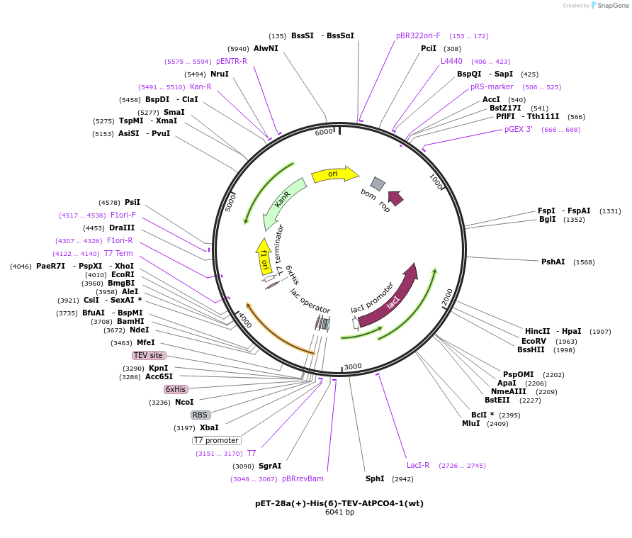191801-plasmid-map-sequence-id-380001
