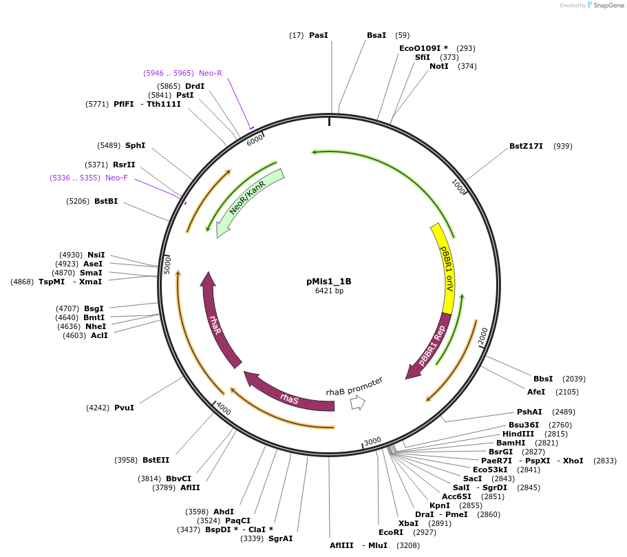 192079-plasmid-map-sequence-id-380008