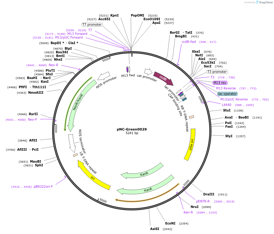 193396-plasmid-map-sequence-id-380014