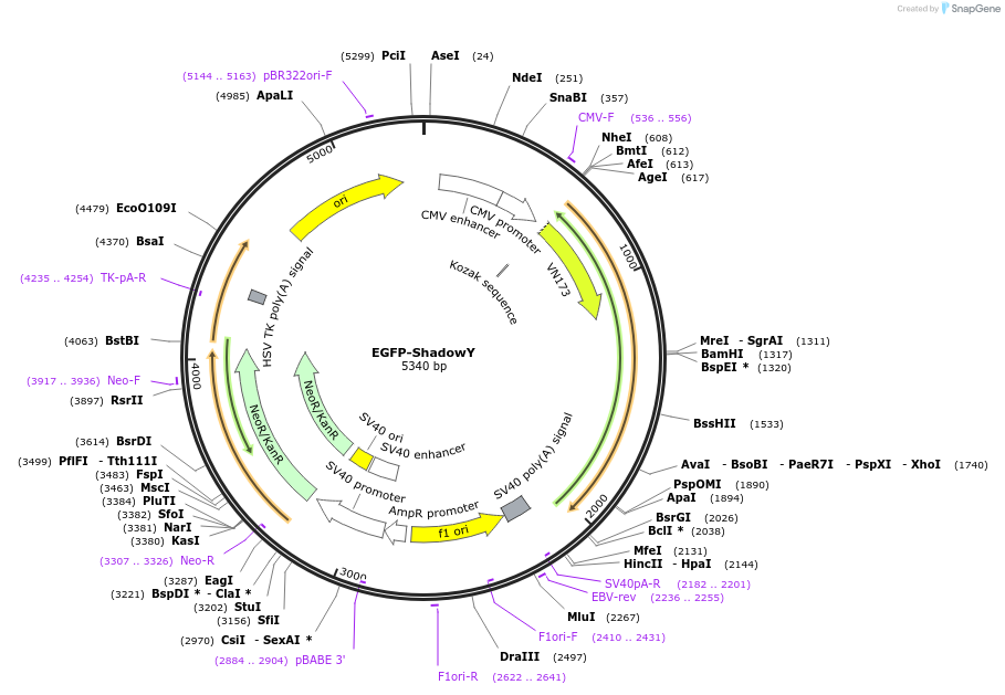 193555-plasmid-map-sequence-id-380034