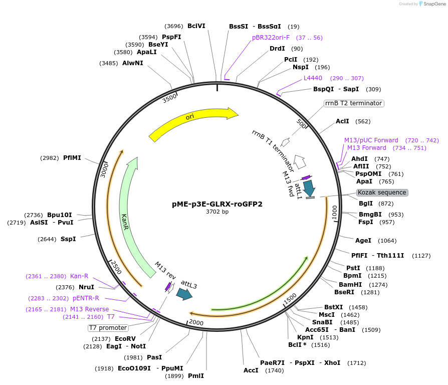 194288-plasmid-map-sequence-id-380037