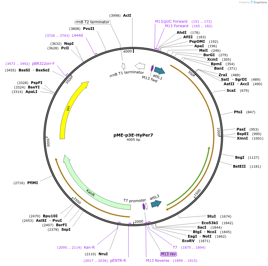 194289-plasmid-map-sequence-id-380038