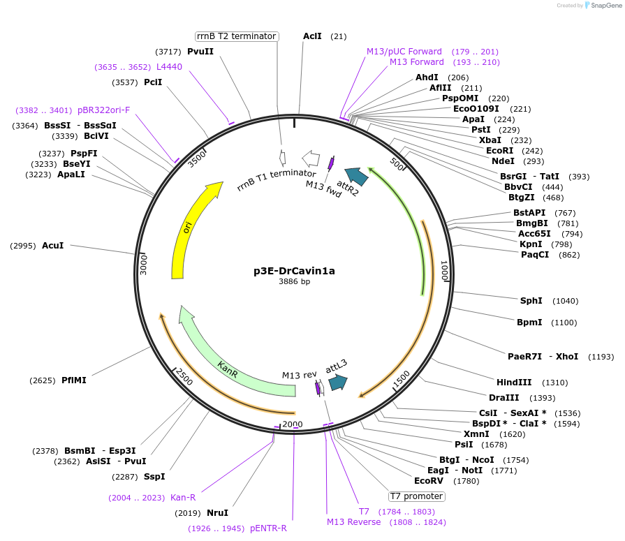 194291-plasmid-map-sequence-id-380041