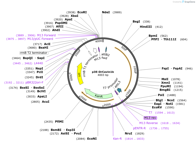194292-plasmid-map-sequence-id-380042