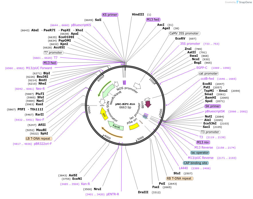 193432-plasmid-map-sequence-id-380044
