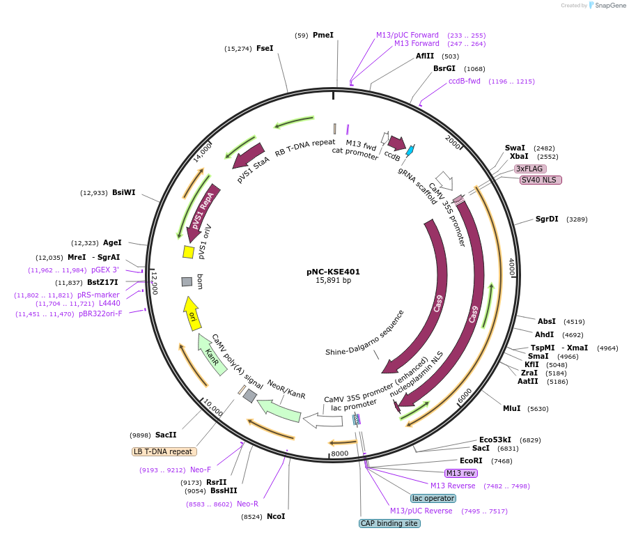 193435-plasmid-map-sequence-id-380045