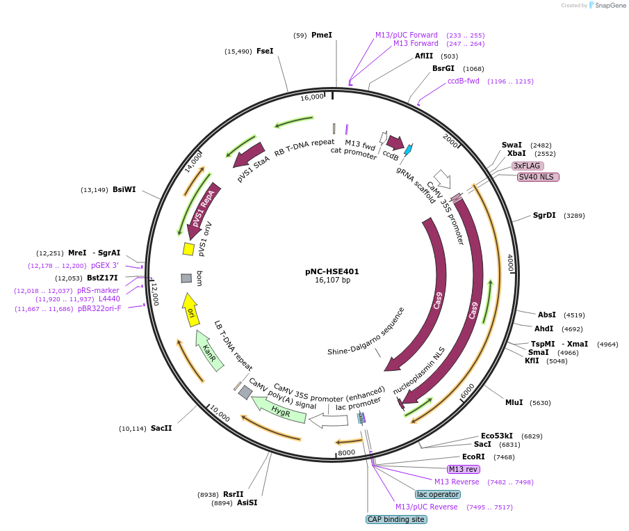 193434-plasmid-map-sequence-id-380046