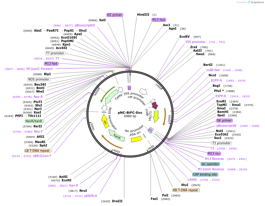 193431-plasmid-map-sequence-id-380048