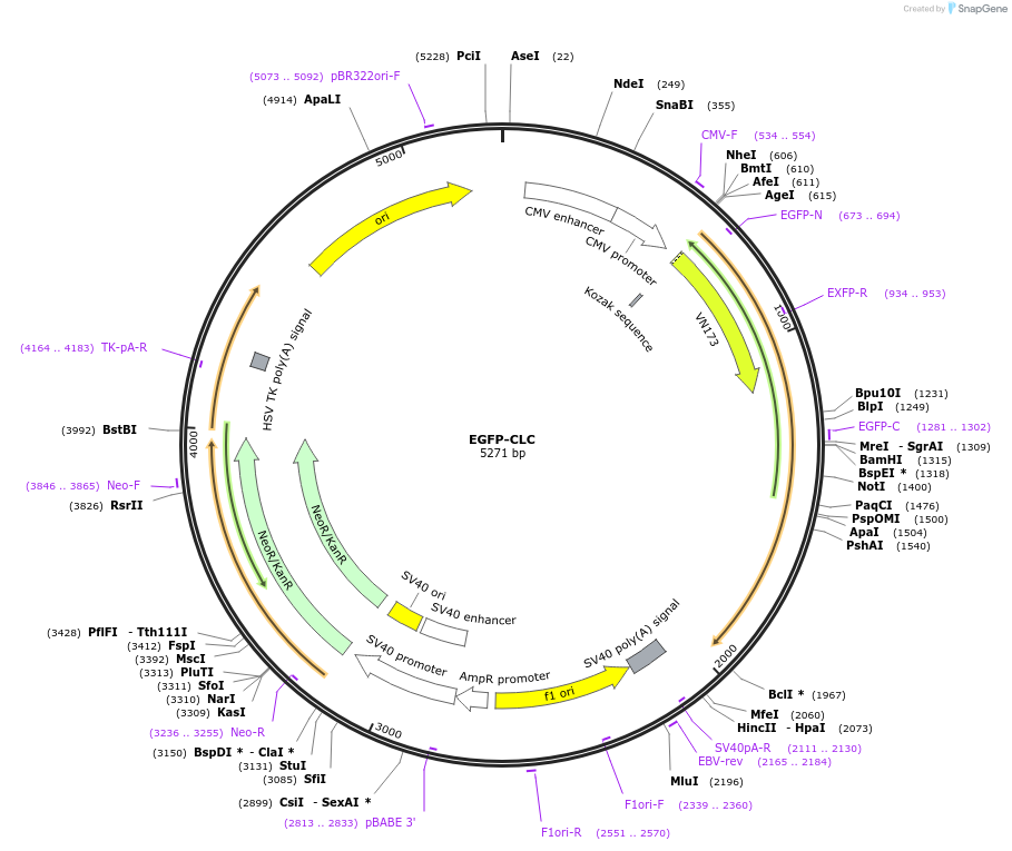 193559-plasmid-map-sequence-id-380073