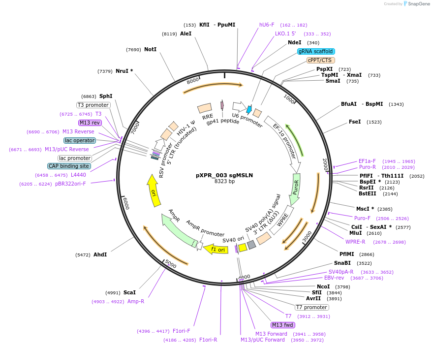 193588-plasmid-map-sequence-id-380090