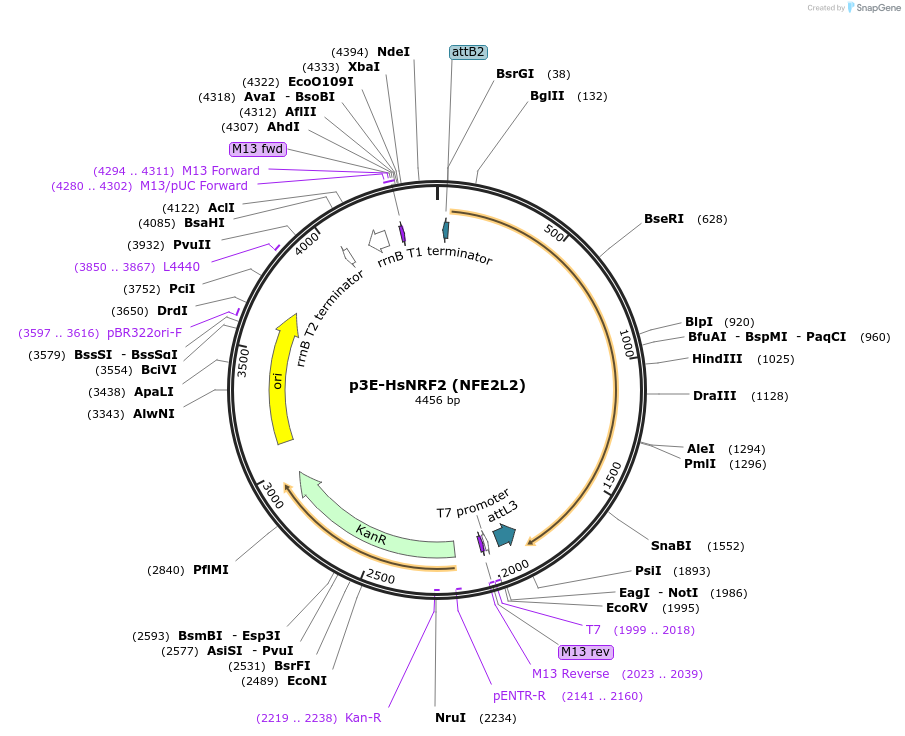 194302-plasmid-map-sequence-id-380100