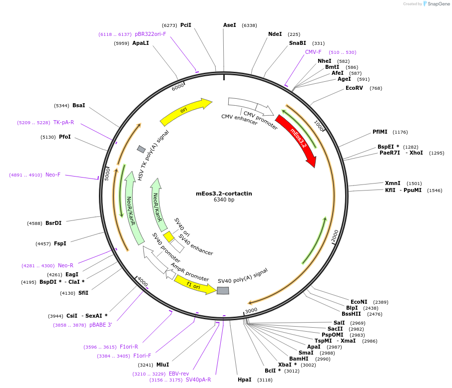 193287-plasmid-map-sequence-id-380103