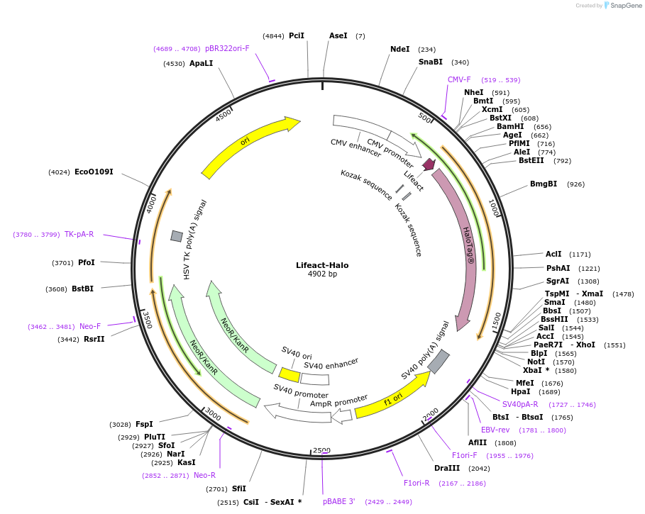 193328-plasmid-map-sequence-id-380105
