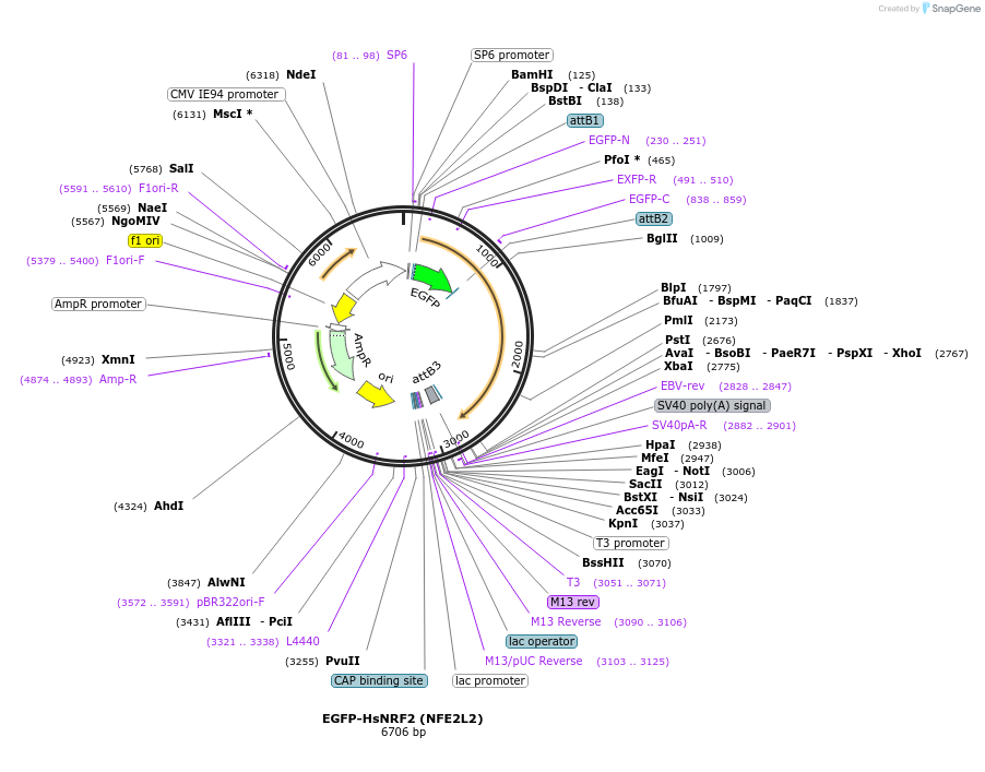 194303-plasmid-map-sequence-id-380109