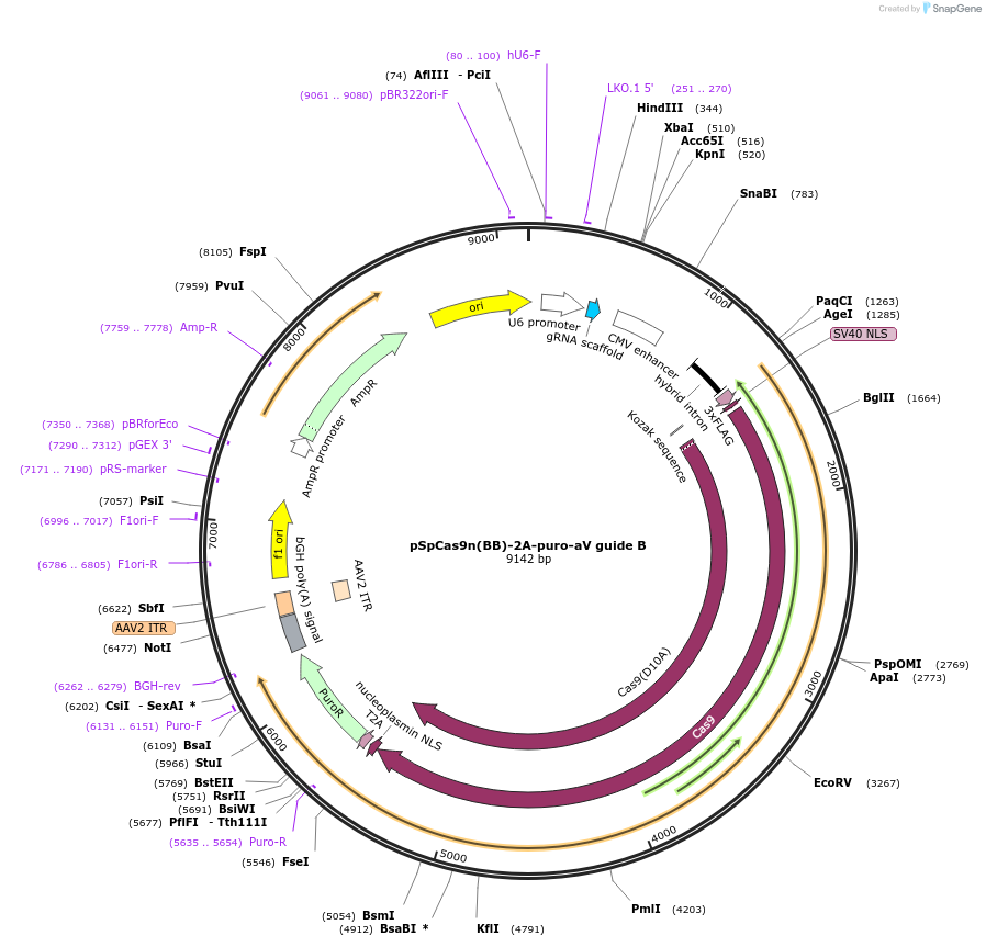 194009-plasmid-map-sequence-id-380118