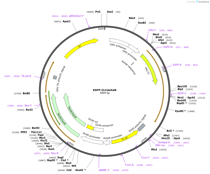 193562-plasmid-map-sequence-id-380156