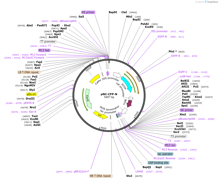 193410-plasmid-map-sequence-id-380157