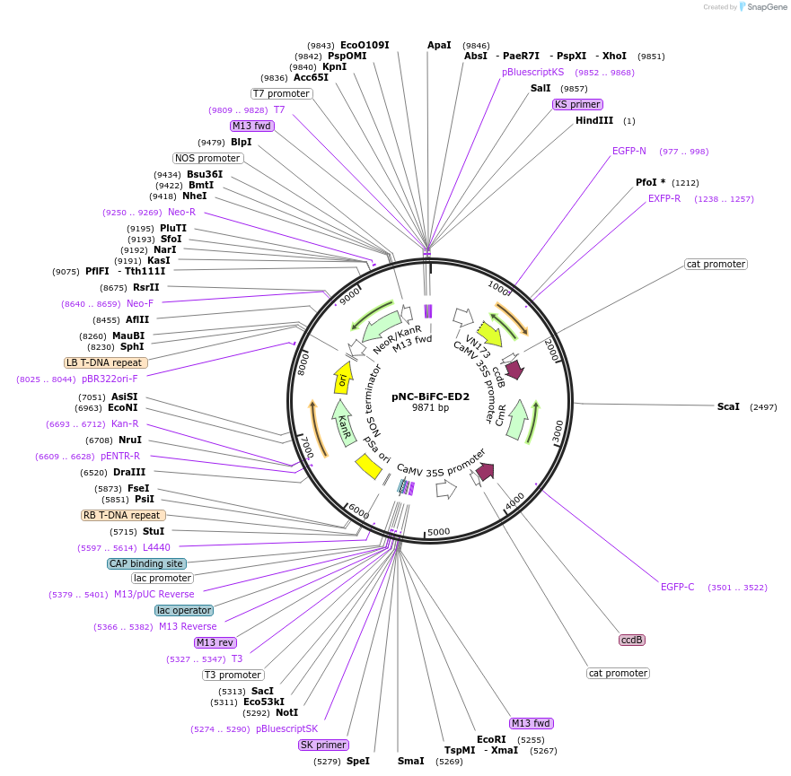 193427-plasmid-map-sequence-id-380160