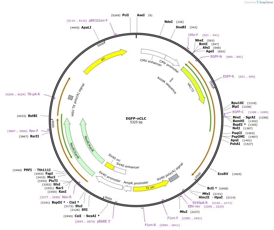 193564-plasmid-map-sequence-id-380161