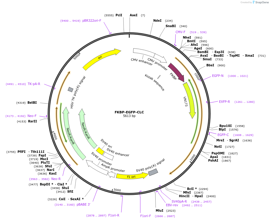 193567-plasmid-map-sequence-id-380165