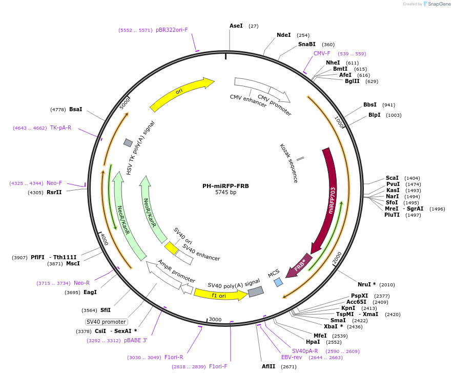 193568-plasmid-map-sequence-id-380166