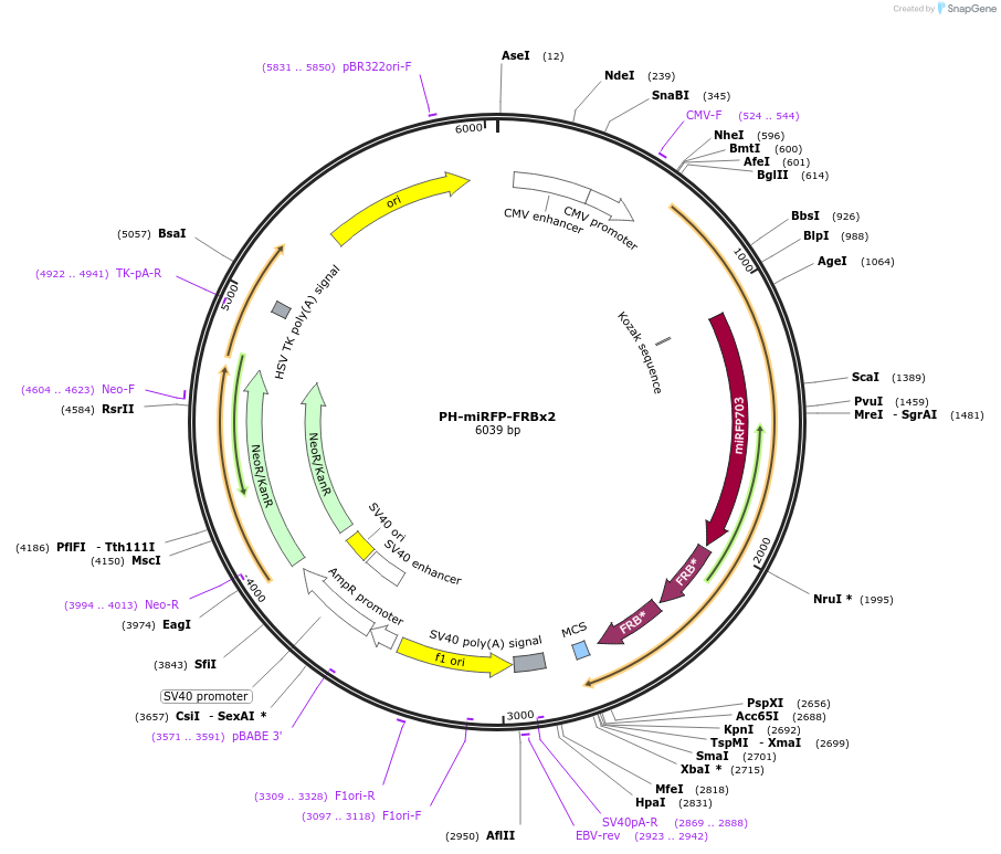 193569-plasmid-map-sequence-id-380167