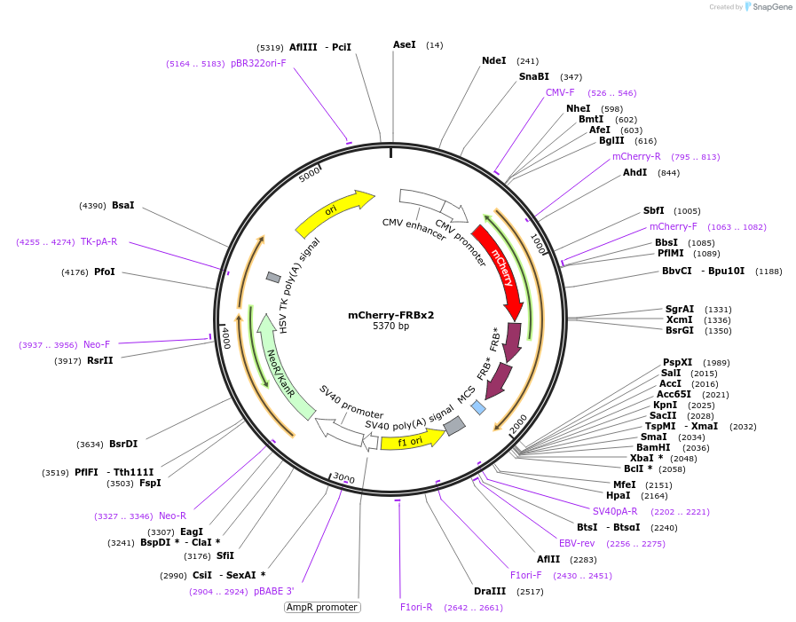 193571-plasmid-map-sequence-id-380169