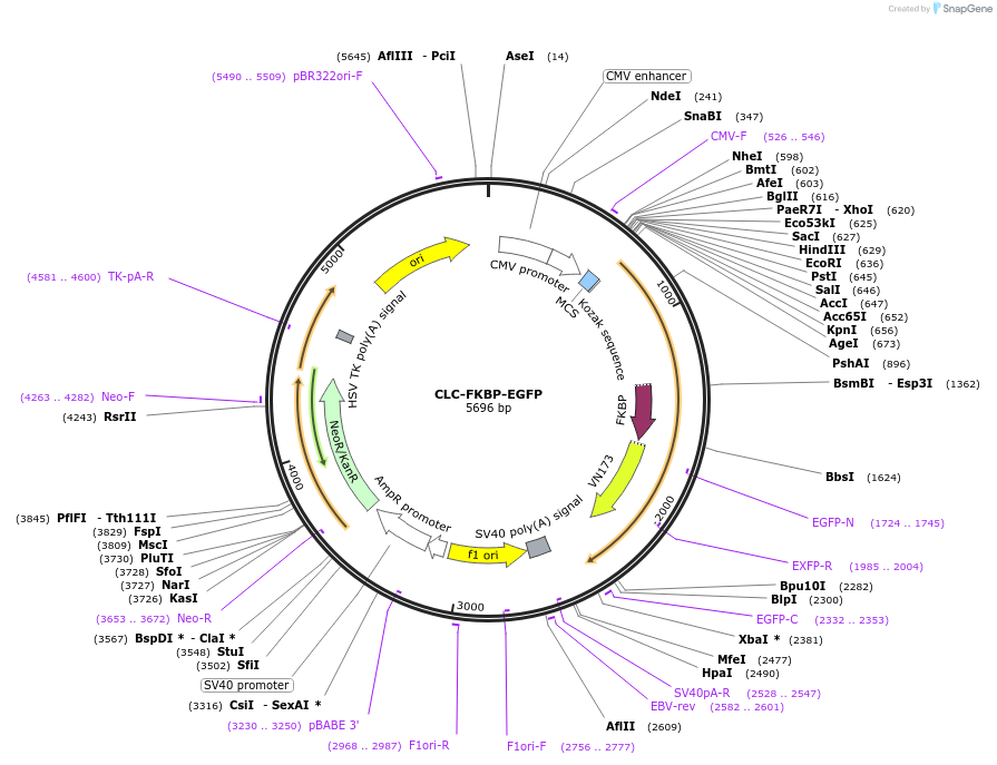 193572-plasmid-map-sequence-id-380170