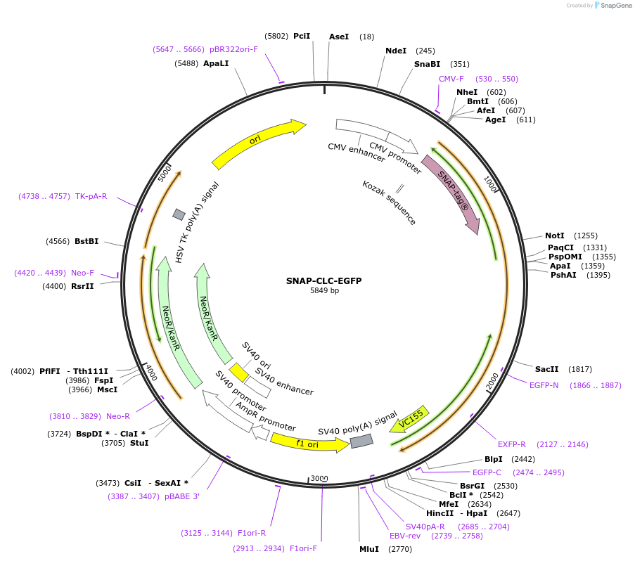 193579-plasmid-map-sequence-id-380177