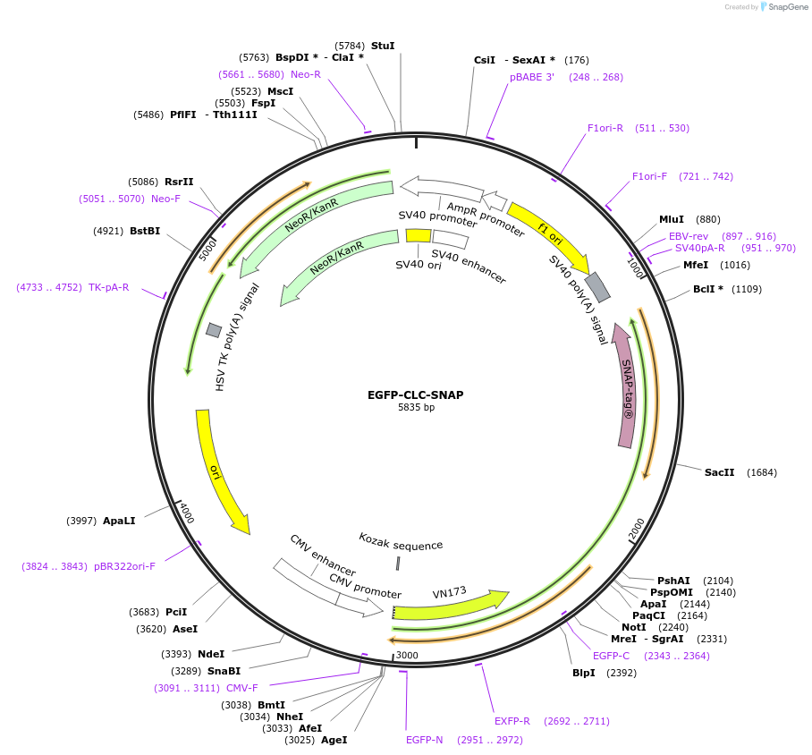 193580-plasmid-map-sequence-id-380179
