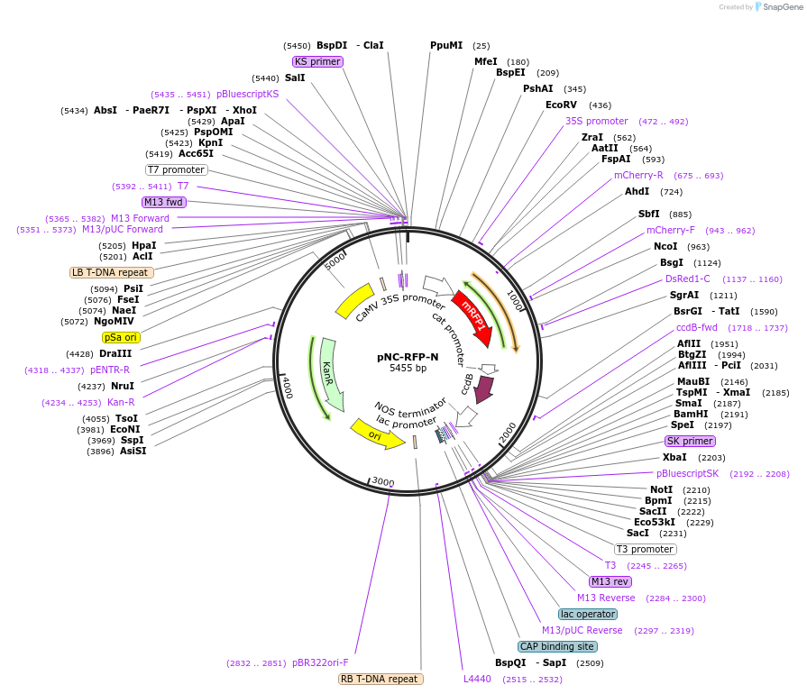 193412-plasmid-map-sequence-id-380182