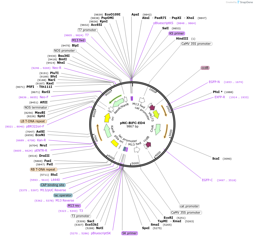 193429-plasmid-map-sequence-id-380187