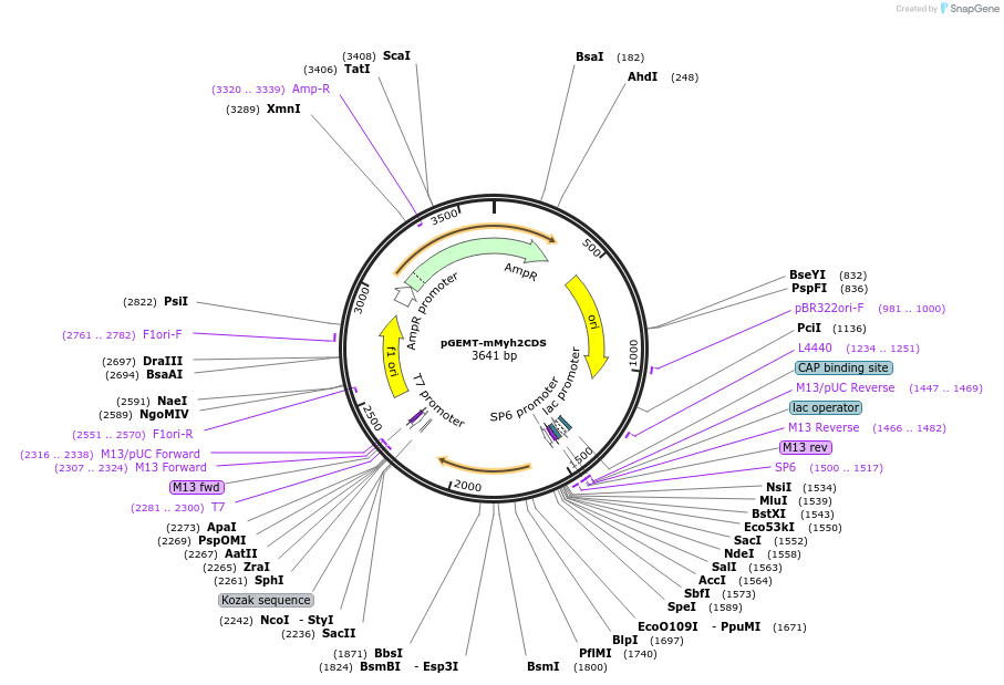 192841-plasmid-map-sequence-id-380188