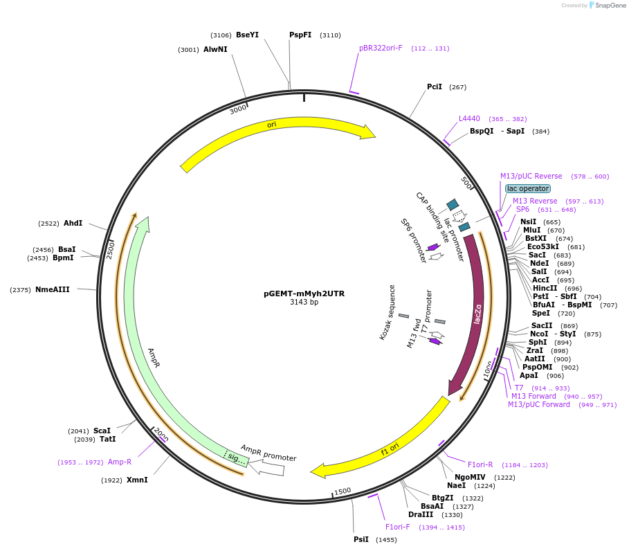 192842-plasmid-map-sequence-id-380190