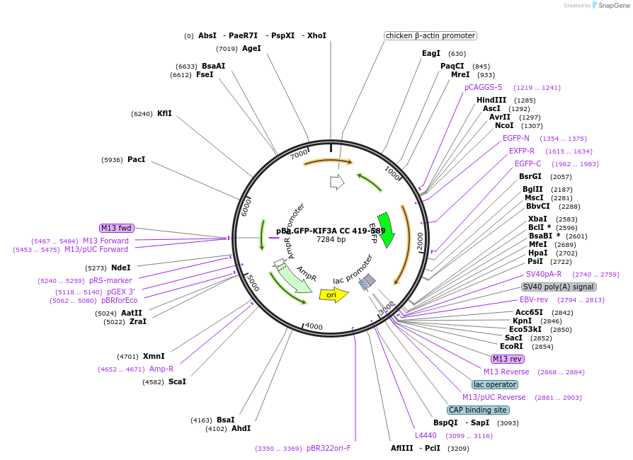 193925-plasmid-map-sequence-id-380191
