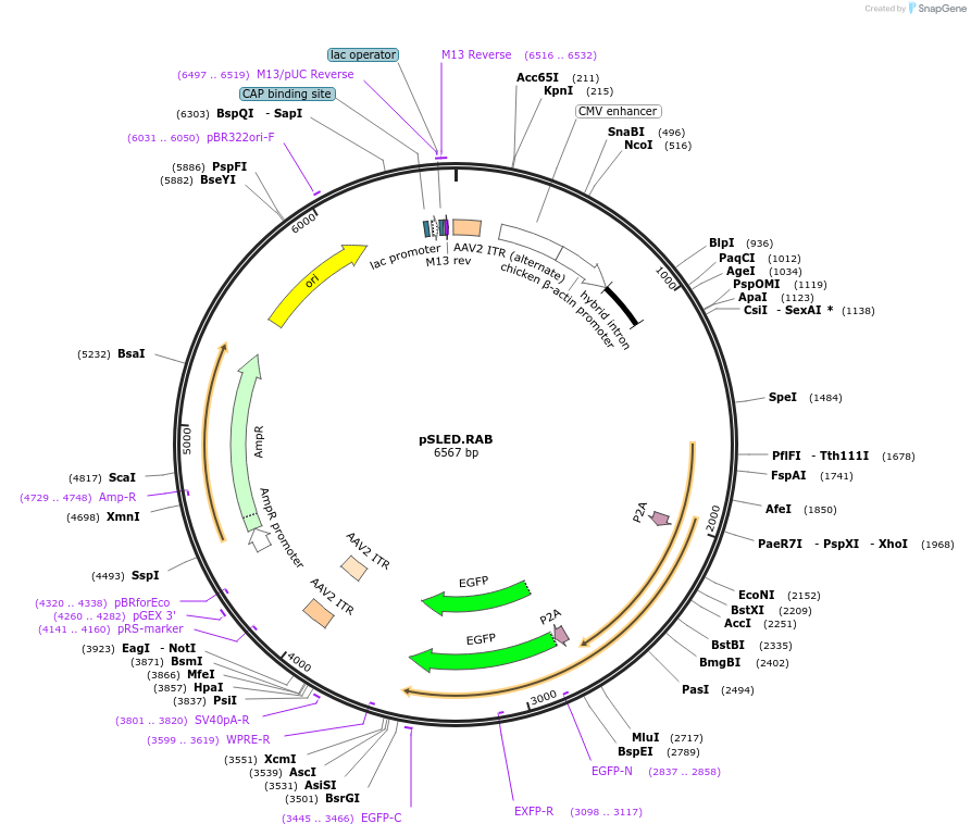 193015-plasmid-map-sequence-id-380193