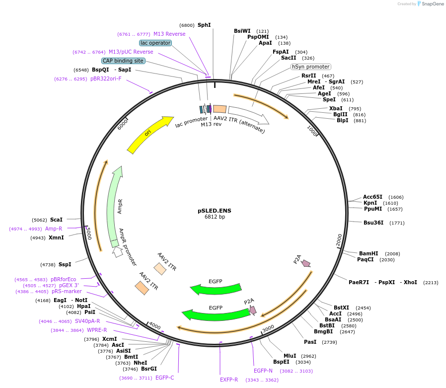 193016-plasmid-map-sequence-id-380195