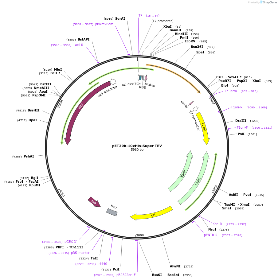 193833-plasmid-map-sequence-id-380198