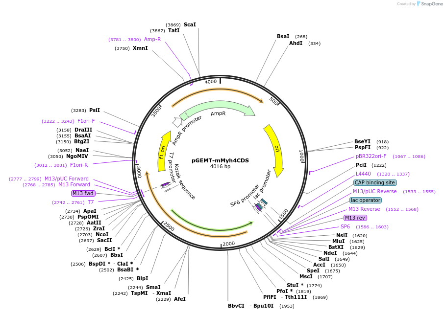 380202_map
